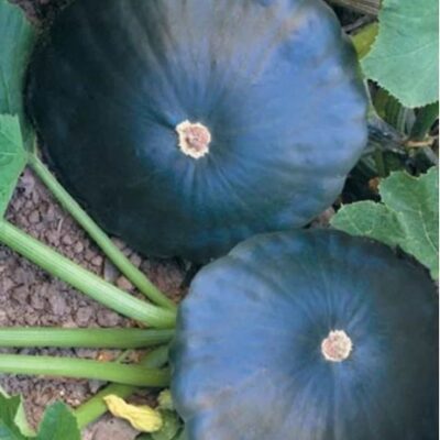 قٌرع القبعة