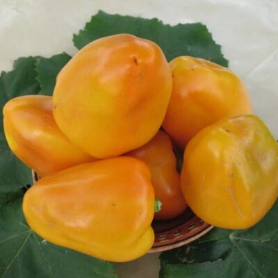 فلفل حلو بوجدان