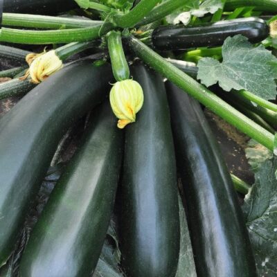 كوسة سوداء جميلة