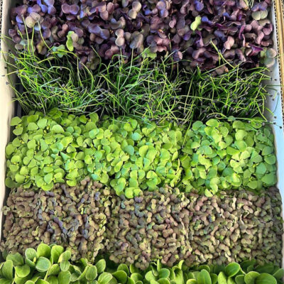 مايكروجرين مشكل