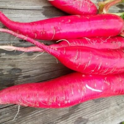 فجل العملاق الاحمر