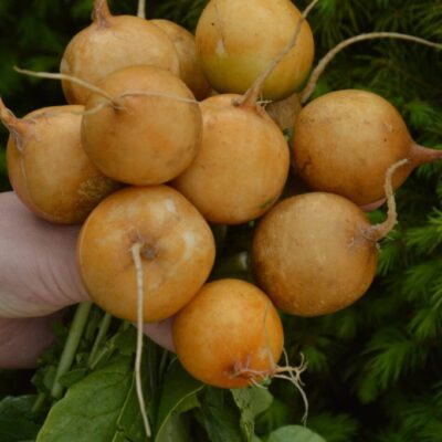 فجل اصفر زلاتا