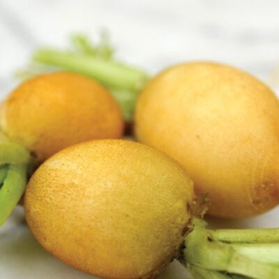 فجل اصفر زلاتا