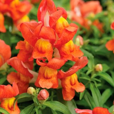 زهور التنين انف العجل الوردي