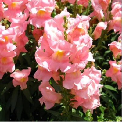 زهور انف العجل التنين الوردي