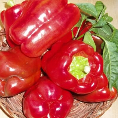 فلفل حلو بالانا بابور