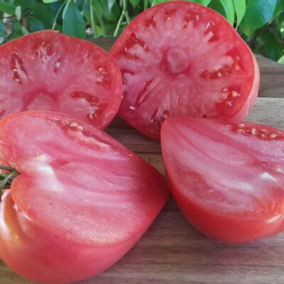 طماطم باتيانيا