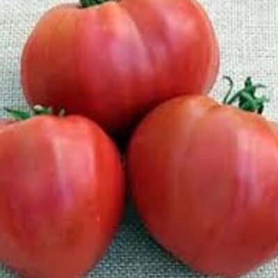 طماطم باتيانيا