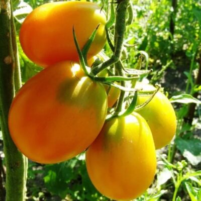 طماطم باراو ذهبي