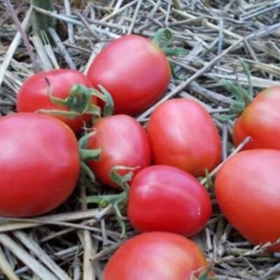 طماطم باراو الوردي