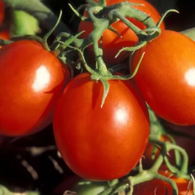 طماطم باراو احمر