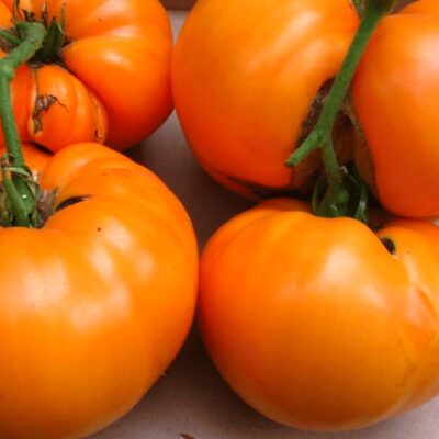 طماطم البرسيمون البرتقالي