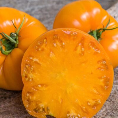 طماطم البرسيمون البرتقالي