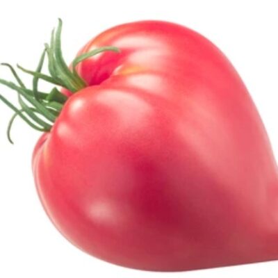 طماطم قلب الثور الوردي