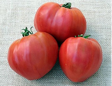 طماطم قلب الثور الوردي