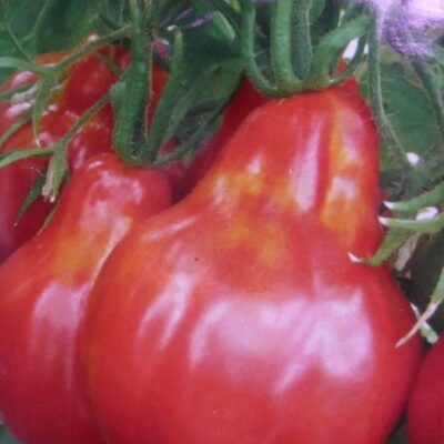 طماطم كمثري وردي