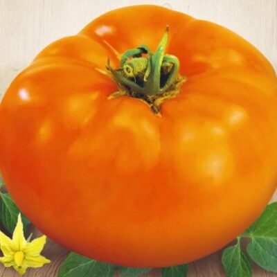 طماطم برتقالية طويلة