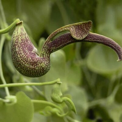 أريستولوشيا رينجنز