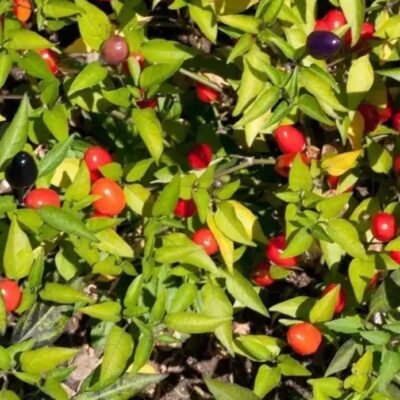 فلفل حار موديس كيرلا