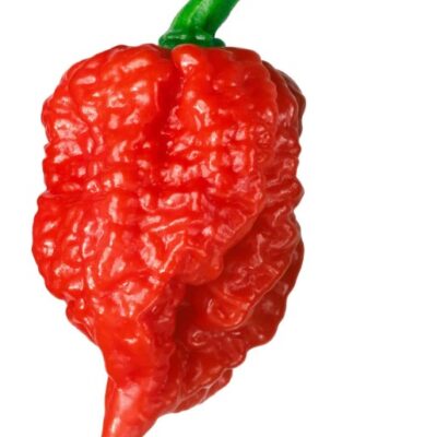 فلفل حار كارولينا ريبر