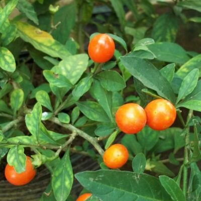 فلفل حار كرزي برتقالي