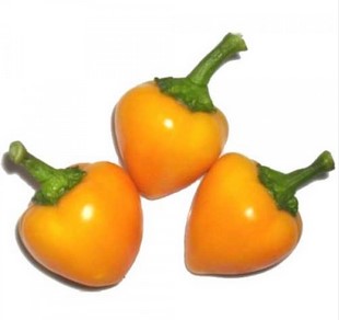 فلفل حار كرزي برتقالي