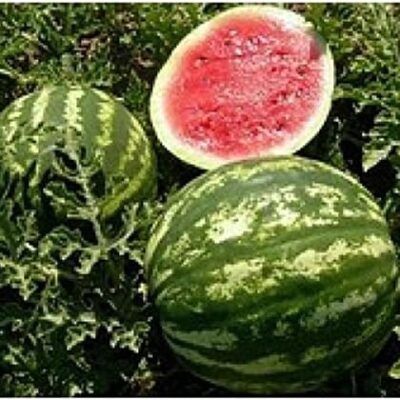 Watermelon Knyazhich