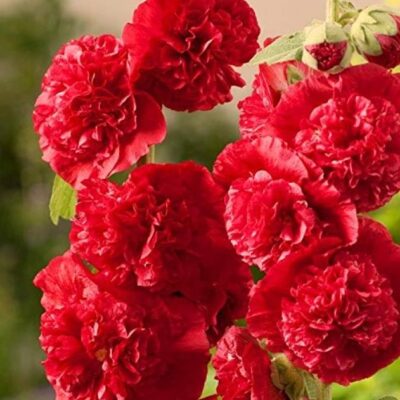 زهور الخطمية ابيض