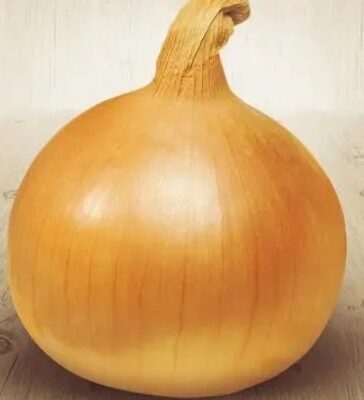 بصل شالسيدونو