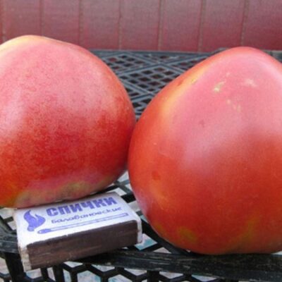 طماطم بودونوفكا الوردية