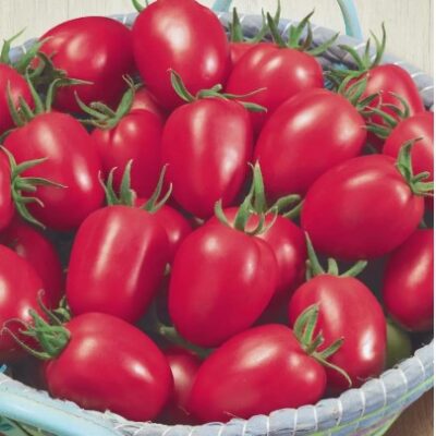 طماطم تشيو-تشو سان