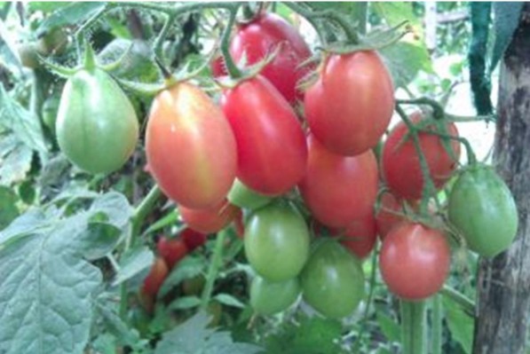 طماطم تشيو-تشو سان