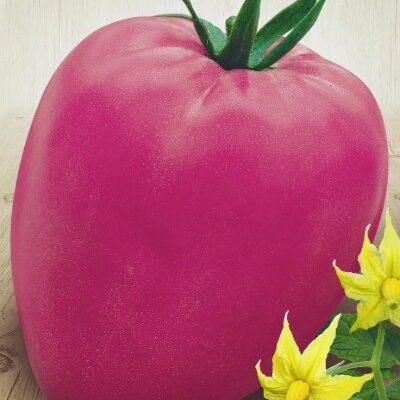 طماطم مفضلة العطلة