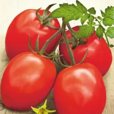 طماطم جنتيلي