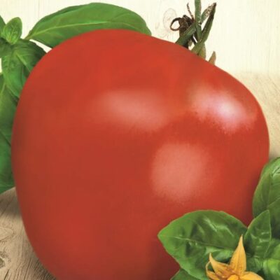 طماطم قلب الثور الاحمر