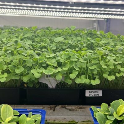 ميكروجرين براعم البروكلي اشتراك شهري