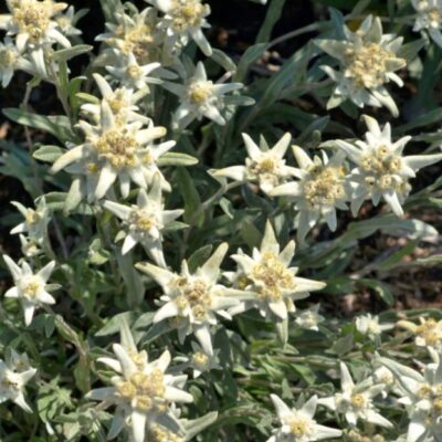 زهور إديلويس