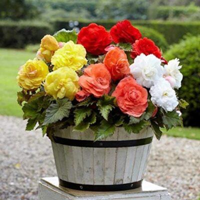 Begonia Large flowered