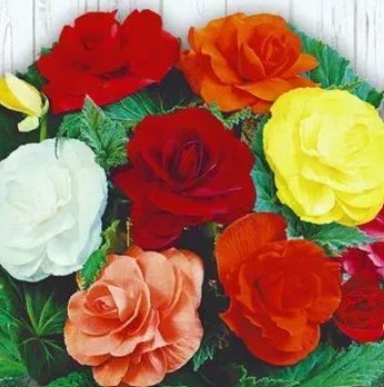 زهور بيجونيا كبيرة الأزهار