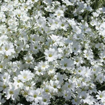 زهرة السنونو