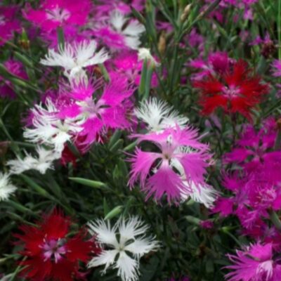 زهور قرنفل مشكلة