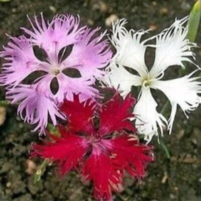 زهرة القرنفل الصيني