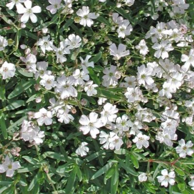 زهور جيبسوفيلا زاحفة