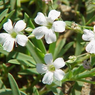 زهور جيبسوفيلا زاحفة