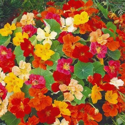 زهور كراسوليا ماهروفا