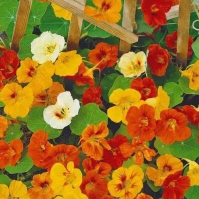 زهور ابو خنجر كراسوليا تويستيد