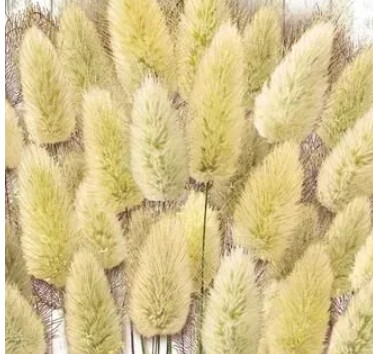 عشبة ذيل الارنب