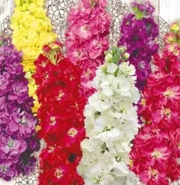 زهور ليفكوي مشكلة