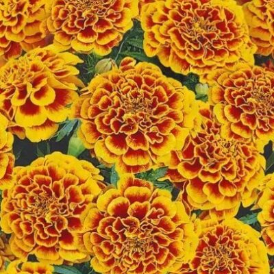 زهور ماري جولد القطيفة الرذاذ