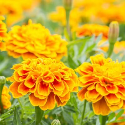 زهور ماري جولد القطيفة الرذاذ